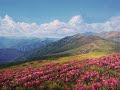 Teesa (Theresa D'Agostino) - Where Roses Bloom