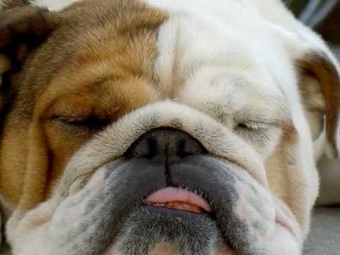 Multi Champion & Nordic Winner 2010 Qupios Out Of Africa "Oda"  Off Duty 1.  24.09.2011.wmv