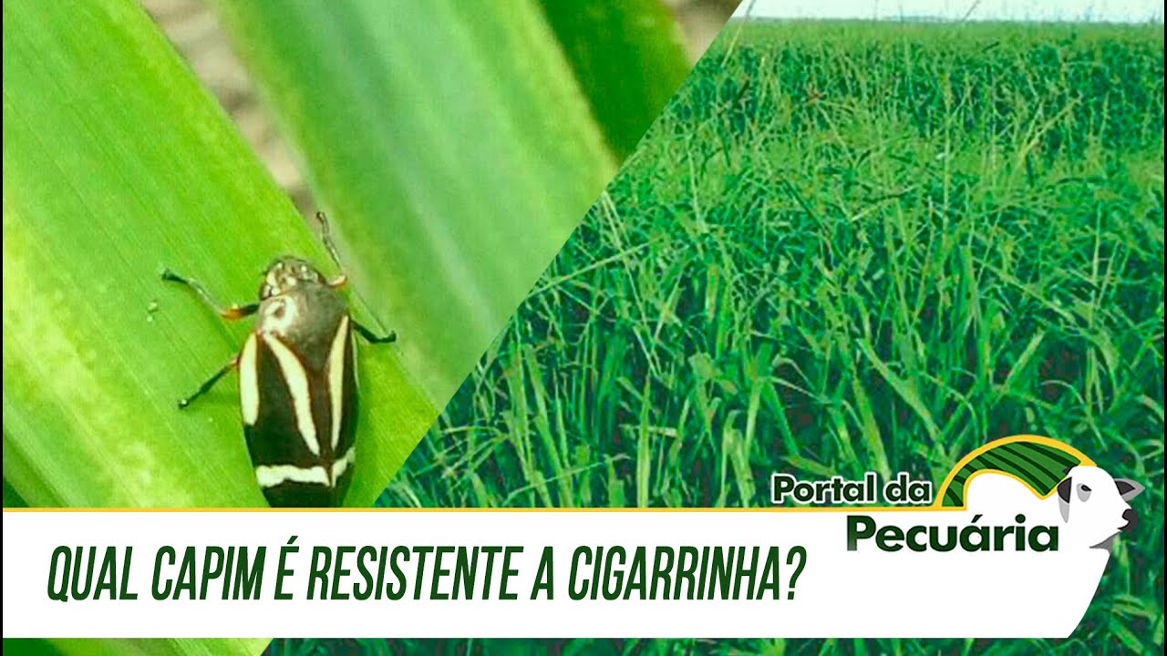 Qual capim é resistente a cigarrinha?
