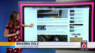 Take me home Tuesday: Save Sylvester from shelter life