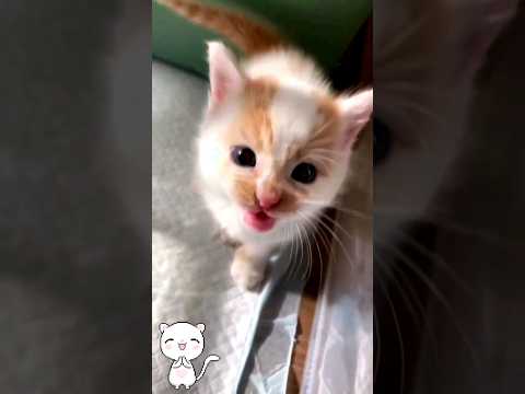 Kitten meow meow 😱🙈❤️ #shorts #kitten #meow