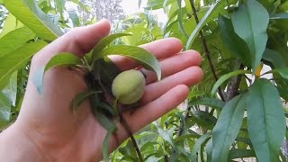 Peach Trees - Grown From Seed!
