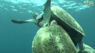 Amazing Sea Turtle Mating Footage!