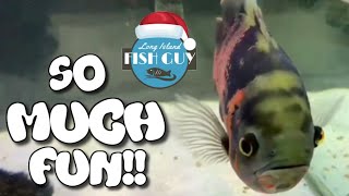 Long Island Fish Guy Channel Spotlight 
#FishFam #Fishtube #Shoutouts