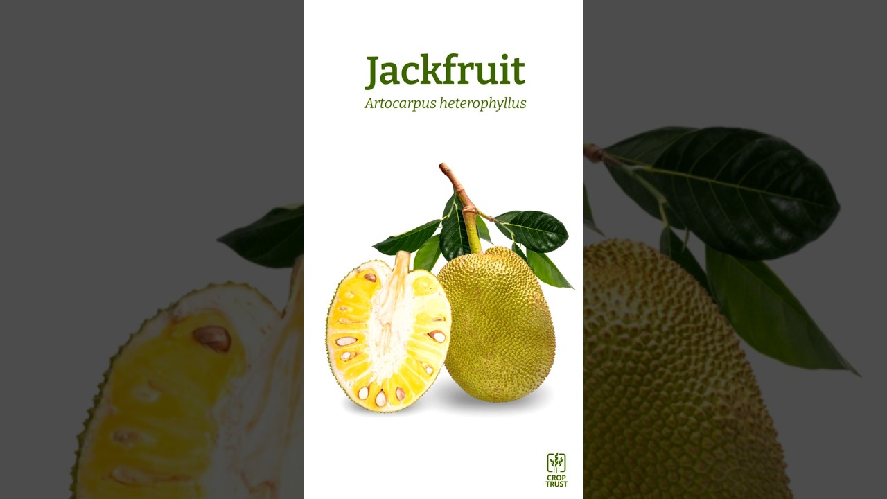 Opportunity Crops: Jackfruit