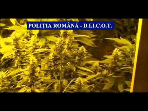 Cultura de cannabis descoperita in subsolul unei case din Cluj