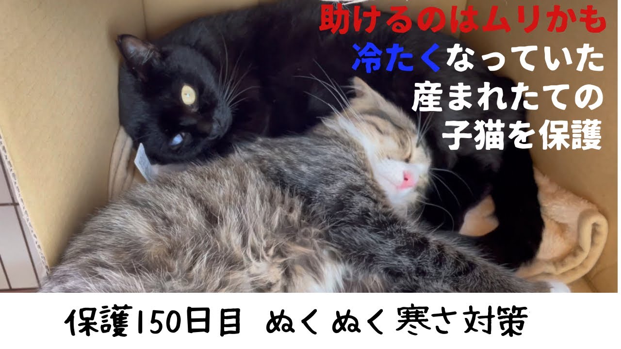 冷たくなっていた子猫の保護、150日目