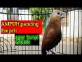 White Headed Munia Java Sparrow Chirping A Stimulant For Birds To Sing 102