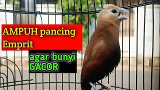 Download lagu white-headed munia java sparrow chirping, a stimulant for birds to sing 102 mp3