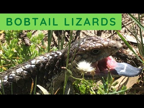 Skink krátkochvostý (shingleback) (Tiliqua rugosa) — chov, terárium a starostlivosť