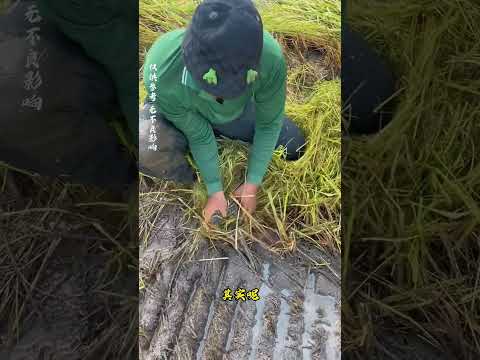 捕捉长尾兔子#奇闻 #科普一下