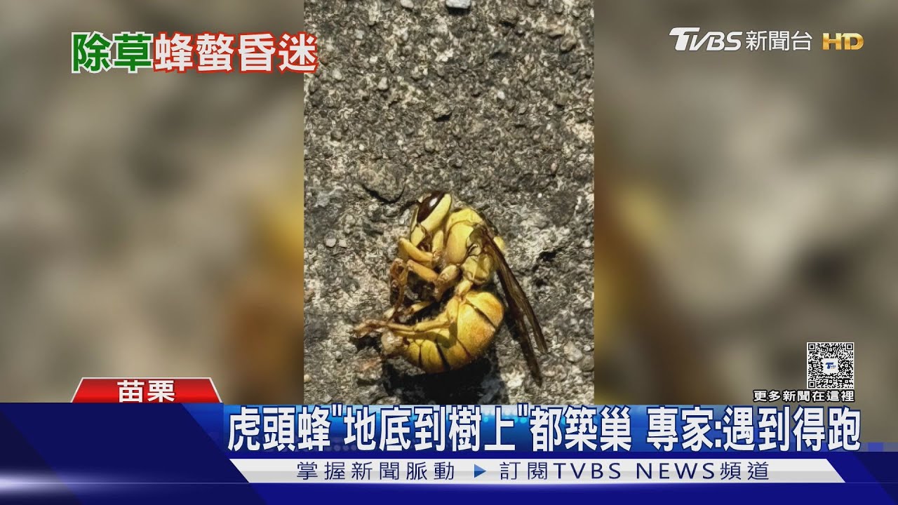 苗栗男除草慘遭「虎頭蜂圍攻」腎衰竭!全身螫逾20處 一家4口都受傷