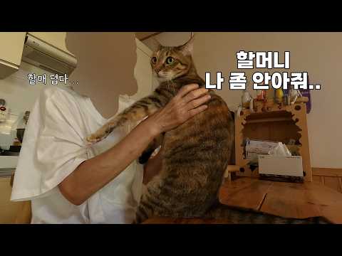 할머니를 세상에서 가장 사랑하는 고양이