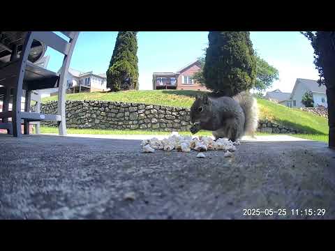 Assorted critters 05-25-2025 #roanokeva #deer  #backyardzoo #chipmunk #skunk #squirrel #bird