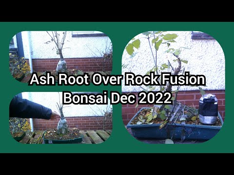 Ash Root Over Rock Fusion Bonsai Dec 2022 1