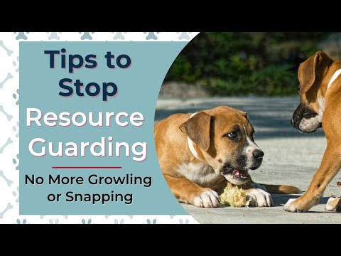 My Puppy Is Growling And Snapping At Me - Tips To Stop Resource Guarding