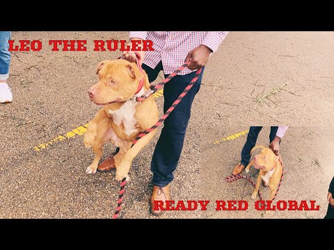 Redboy Jocko Pitbulls