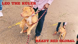 REDBOY JOCKO PITBULLS RECEIVE A VISIT