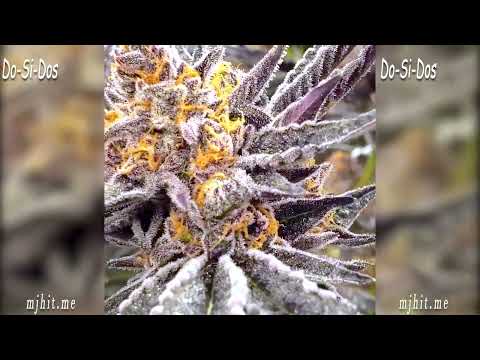 Dosidos Strain: The Perfect Choice for a Balanced and Relaxing High