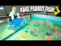 Catching EXOTIC BLUE PARROT FISH For My Giant SALTWATER POND