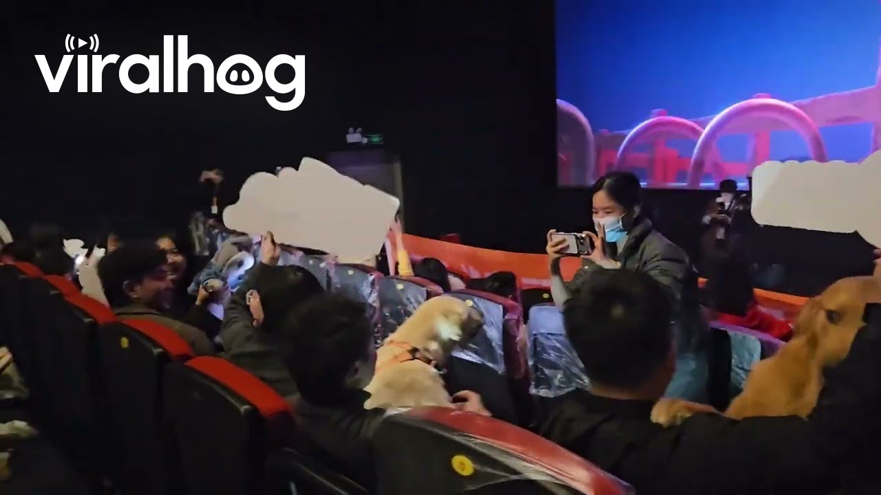 Pets Enjoy a Movie Day at the Theater in Chongqing, China || ViralHog