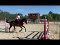 Caballo castrado Silla Francés Préstamo 2015 Bayo