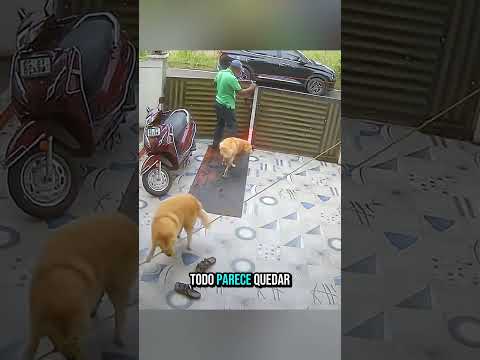 El actor del año tiene cuatro patas... #shorts