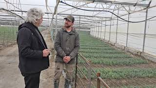 Kıymetli bir kesme çiçek türü olarak karanfil yetiştiriciliği