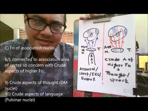 Functions of Thalamus Part III (Association Nuclei)