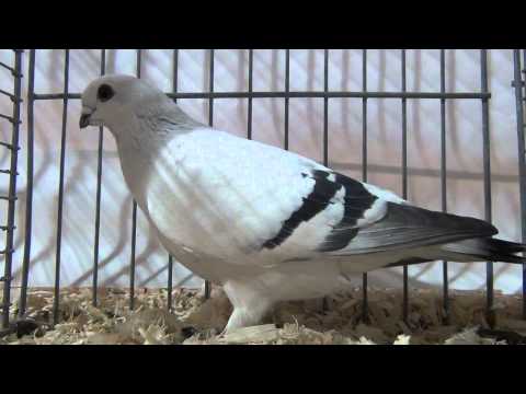 Damascene (fancy pigeon)