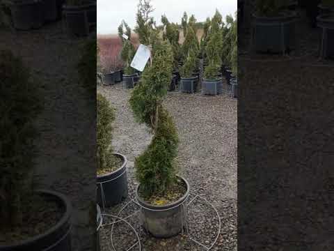Alpha Nursery
