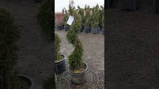 Alpha Nursery Plant Tour