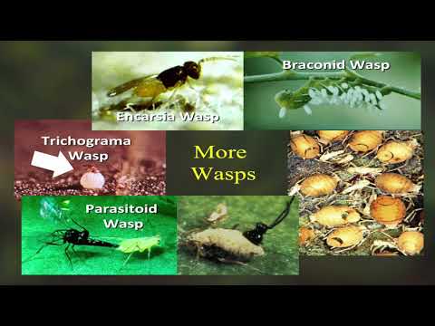 Getting to Know Your Insects