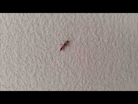 Facts about the Narrow bee fly  Nairobi fly