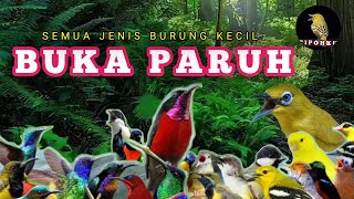 Download lagu TERAPI SEMUA JENIS BURUNG KECIL GACOR, TERAPI BURUNG PAGI DAN MALAM HARI, PANCINGAN BURUNG KECIL mp3 Download lagu TERAPI SEMUA JENIS BURUNG KECIL GACOR, TERAPI BURUNG PAGI DAN MALAM HARI, PANCINGAN BURUNG KECIL mp3