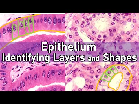 Identifying Layers and Shapes | Epithelium