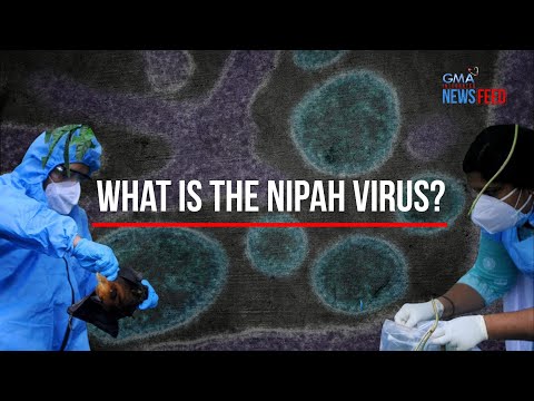 What is the Nipah virus? | GMA Integrated Newsfeed
