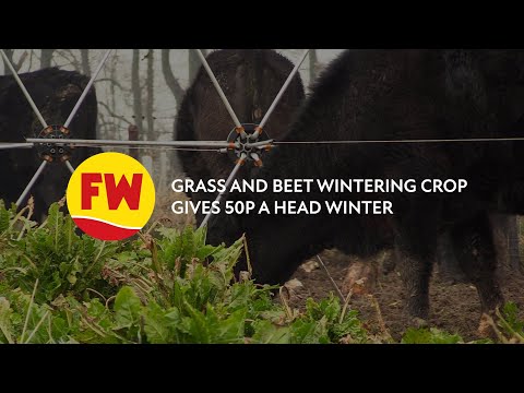 , title : 'Beet and grass mix gives 57p/day winter for grazier'
