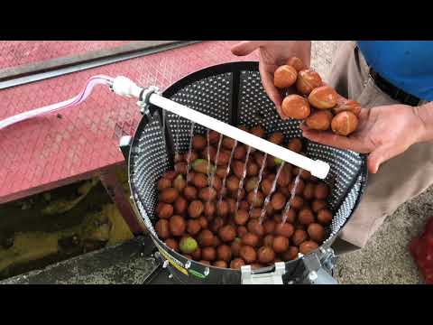 WALNUT HULLER, HUSKER, PEELER MACHINES - KADIOGLU MAKINE