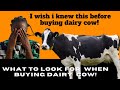 How To Identify A Good Dairy Cow Dairy Farming In Kenya