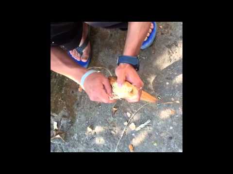 Preparing of Luffa Sponge