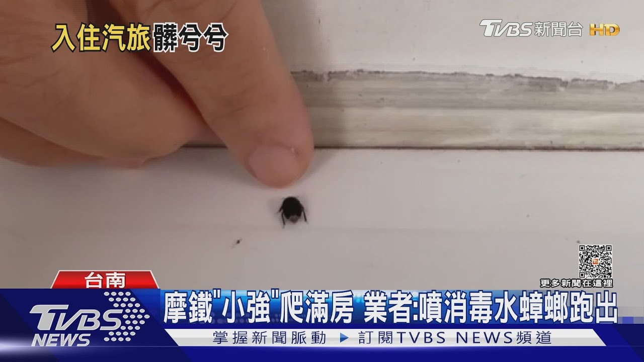 噁噁噁!住汽旅住到「蟑螂屋」 摩鐵業者:噴消毒水