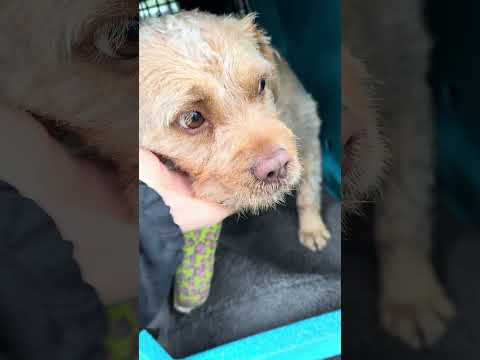 PRINCE, an adoptable Border Terrier & French Bulldog Mix in Sunset Beach , CA_image-1