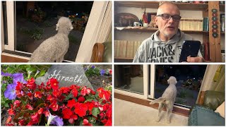 The Church at Hiraeth: Inspired by my dog and hedgehogs - Dealing with fear in our life