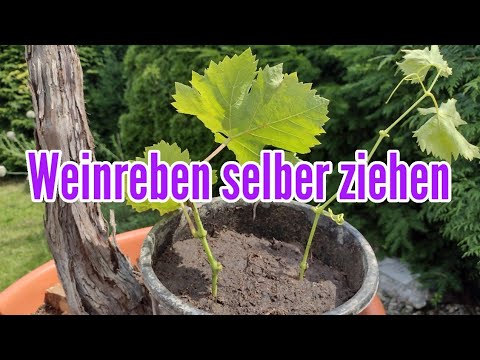 , title : 'Weinreben selber ziehen - Wein vermehren durch Stecklinge und Ableger Weintrauben Pflanze'