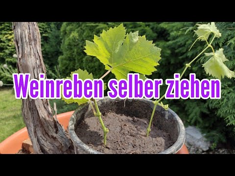 Growing your own grapevines - propagating wine through cuttings and offshoots. Grape plant