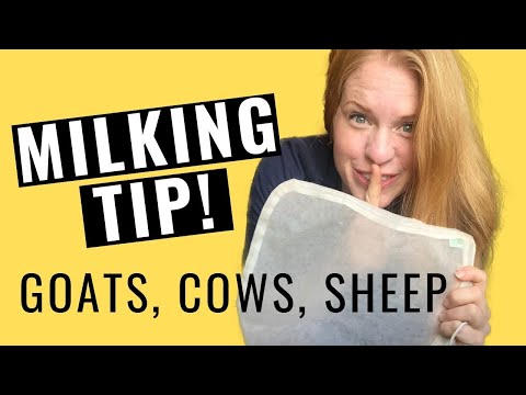, title : 'Milking Tip: nut butter bag | Goat Milking Tips | Hand Milking 101'