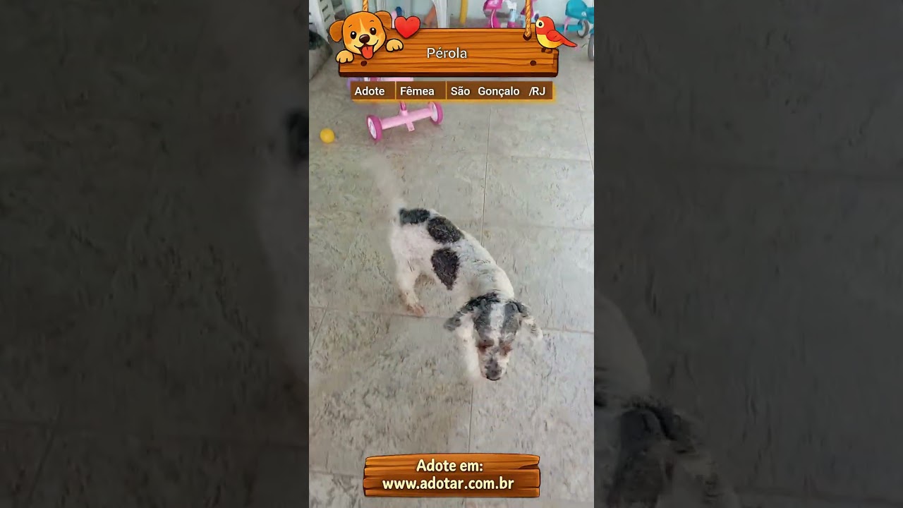 Cachorro raça Poodle idade 6 ou mais anos nome Pérola