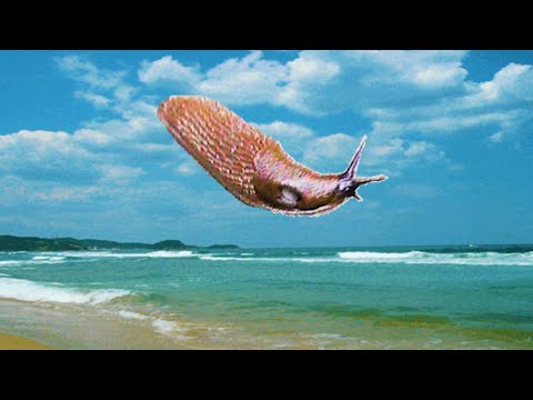 Slug Song