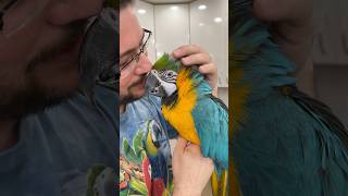 Special Relationship with Blue and Gold Macaw